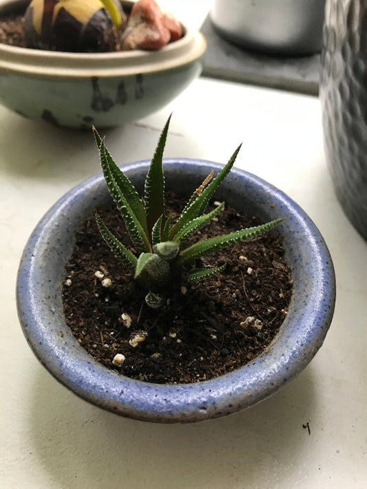Zebra Haworthia Plant In Blue Glazed Japanese/Korean Ceramic Bonsai Pot