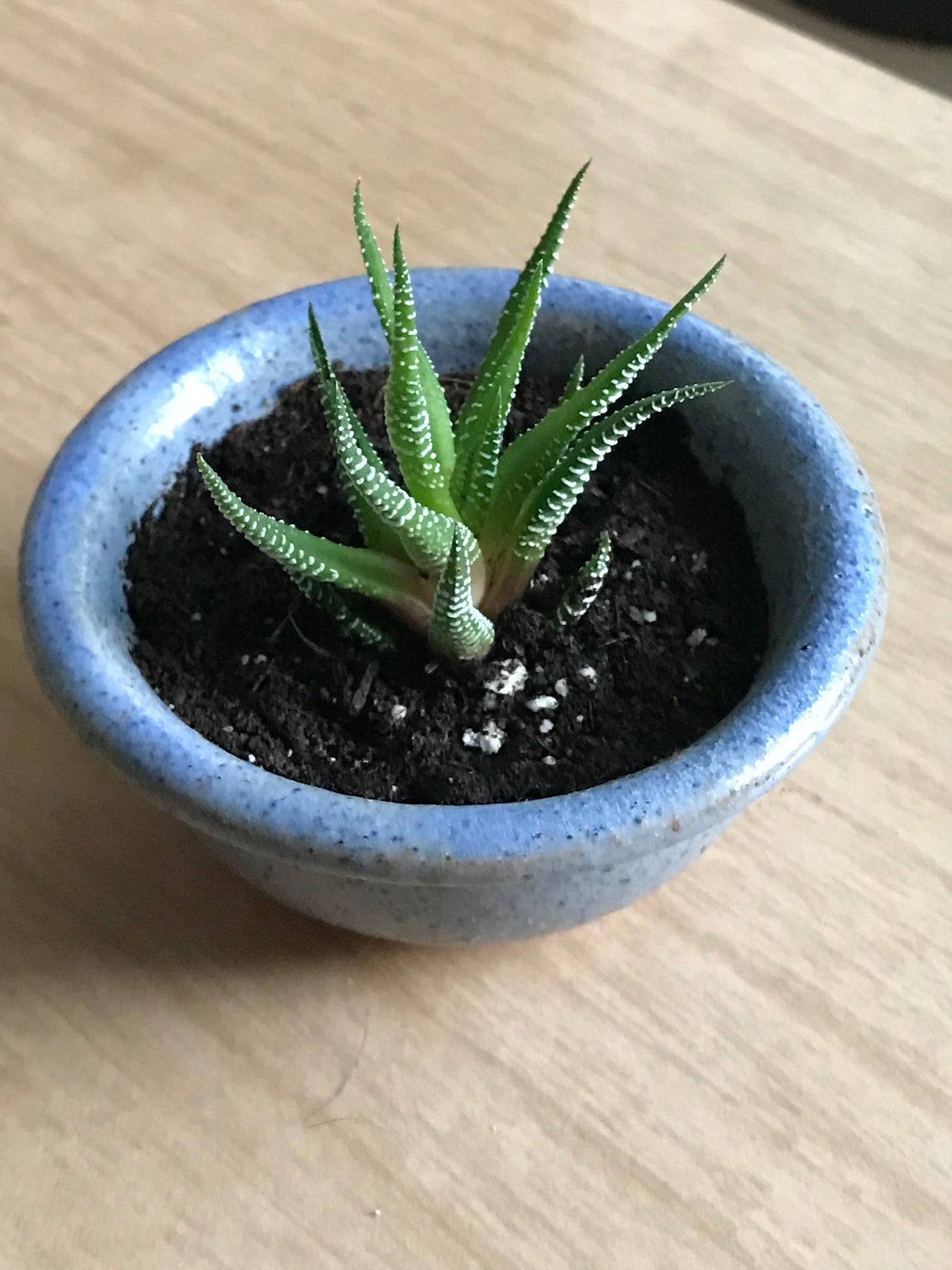 Zebra Haworthia Plant In Blue Glazed Japanese/Korean Ceramic Bonsai Pot