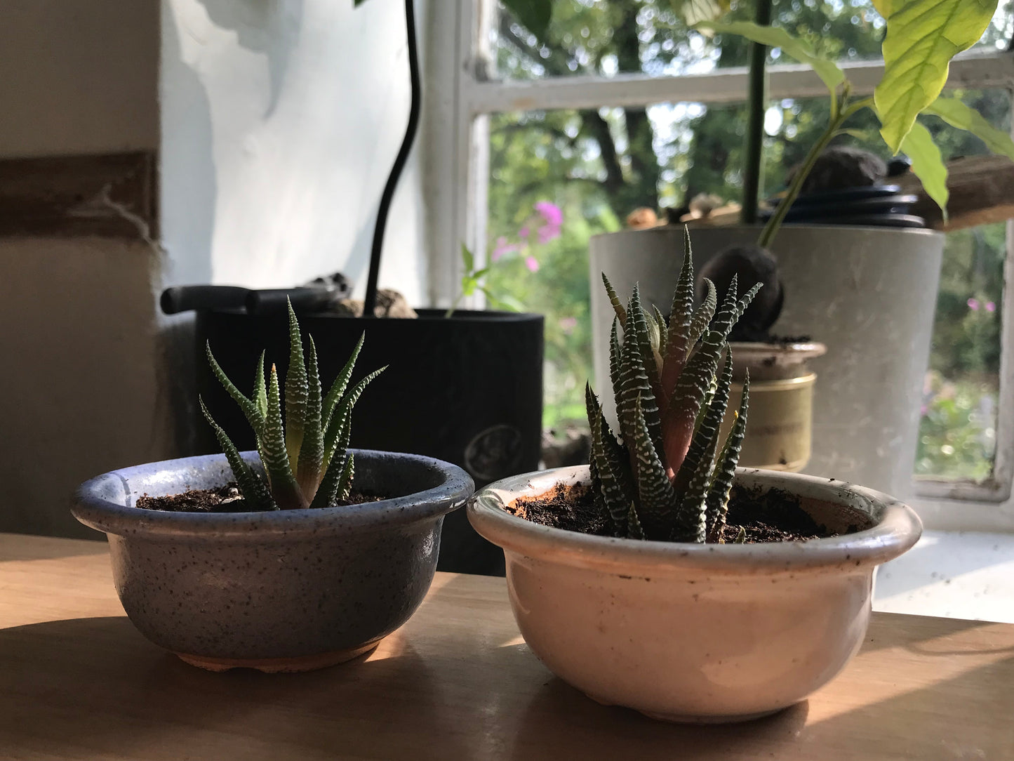 Zebra Haworthia Plant In Blue Glazed Japanese/Korean Ceramic Bonsai Pot
