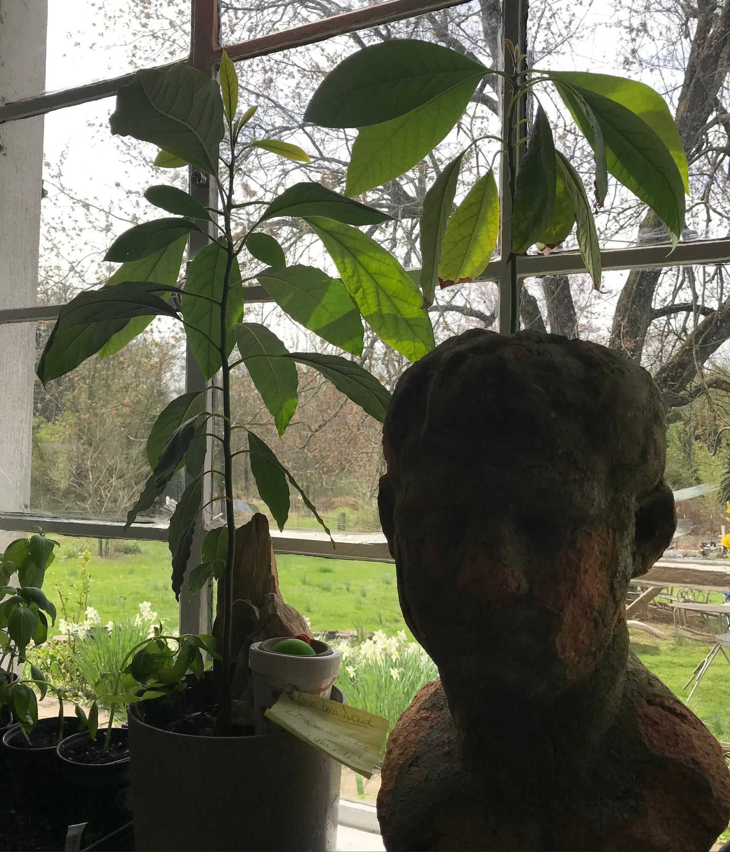 Has Avocado Tree