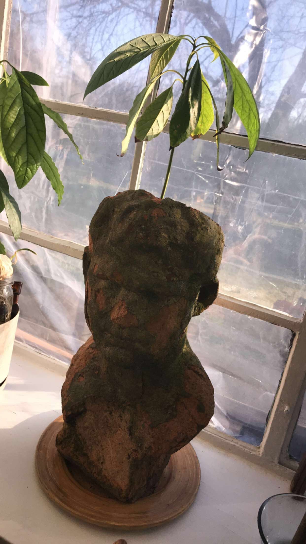 Has Avocado Tree