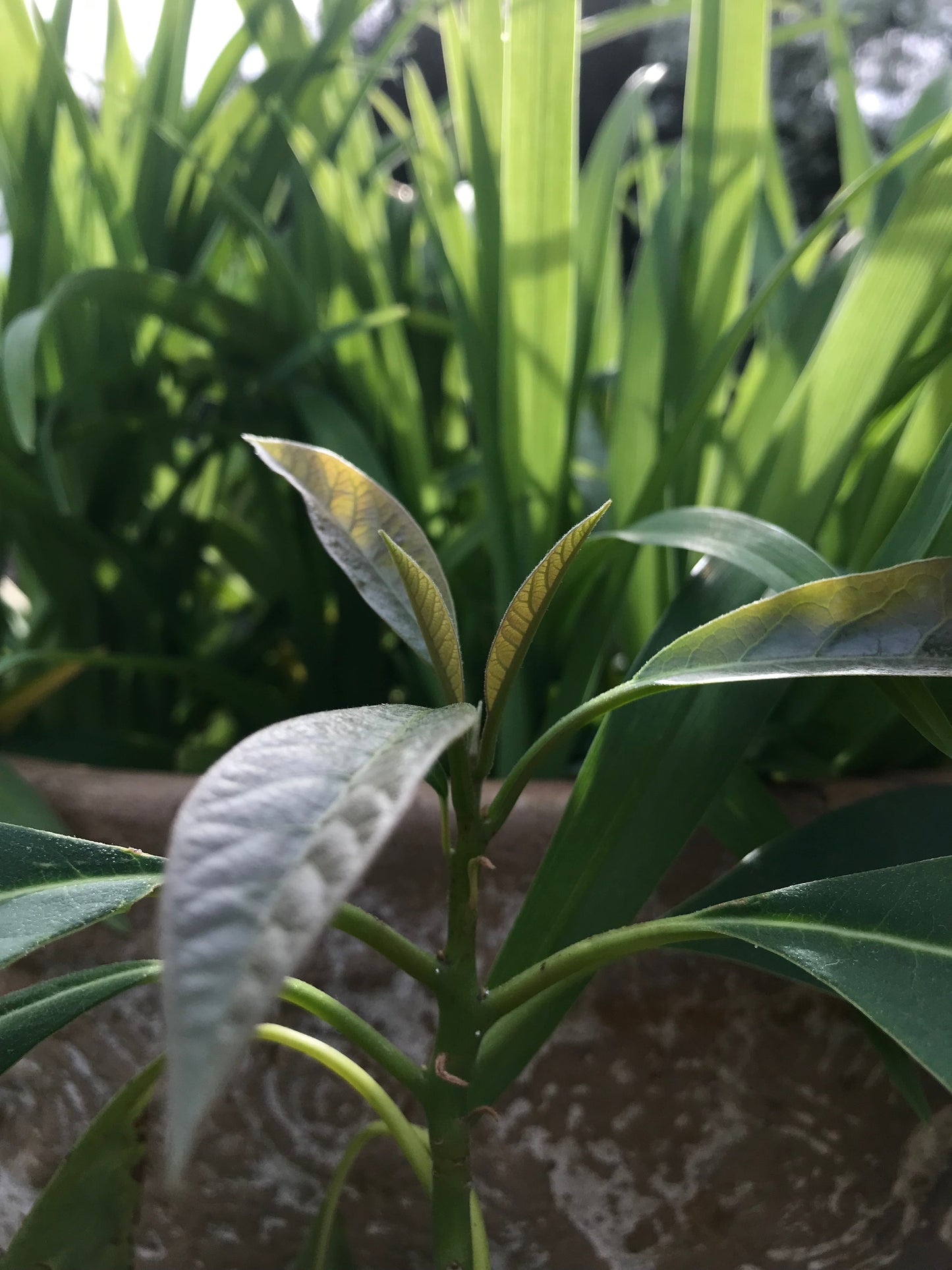 Has Avocado Tree