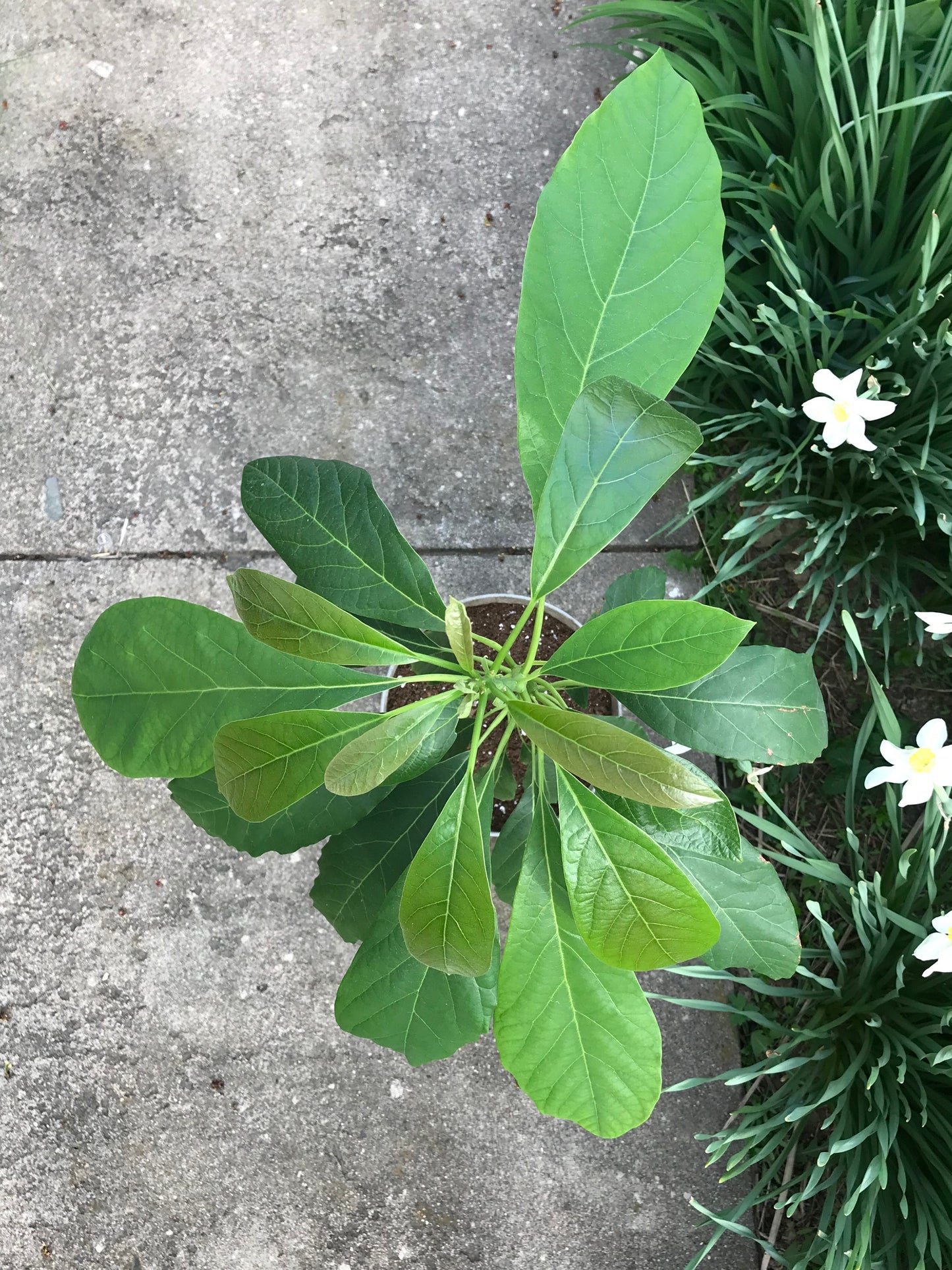 Has Avocado Tree