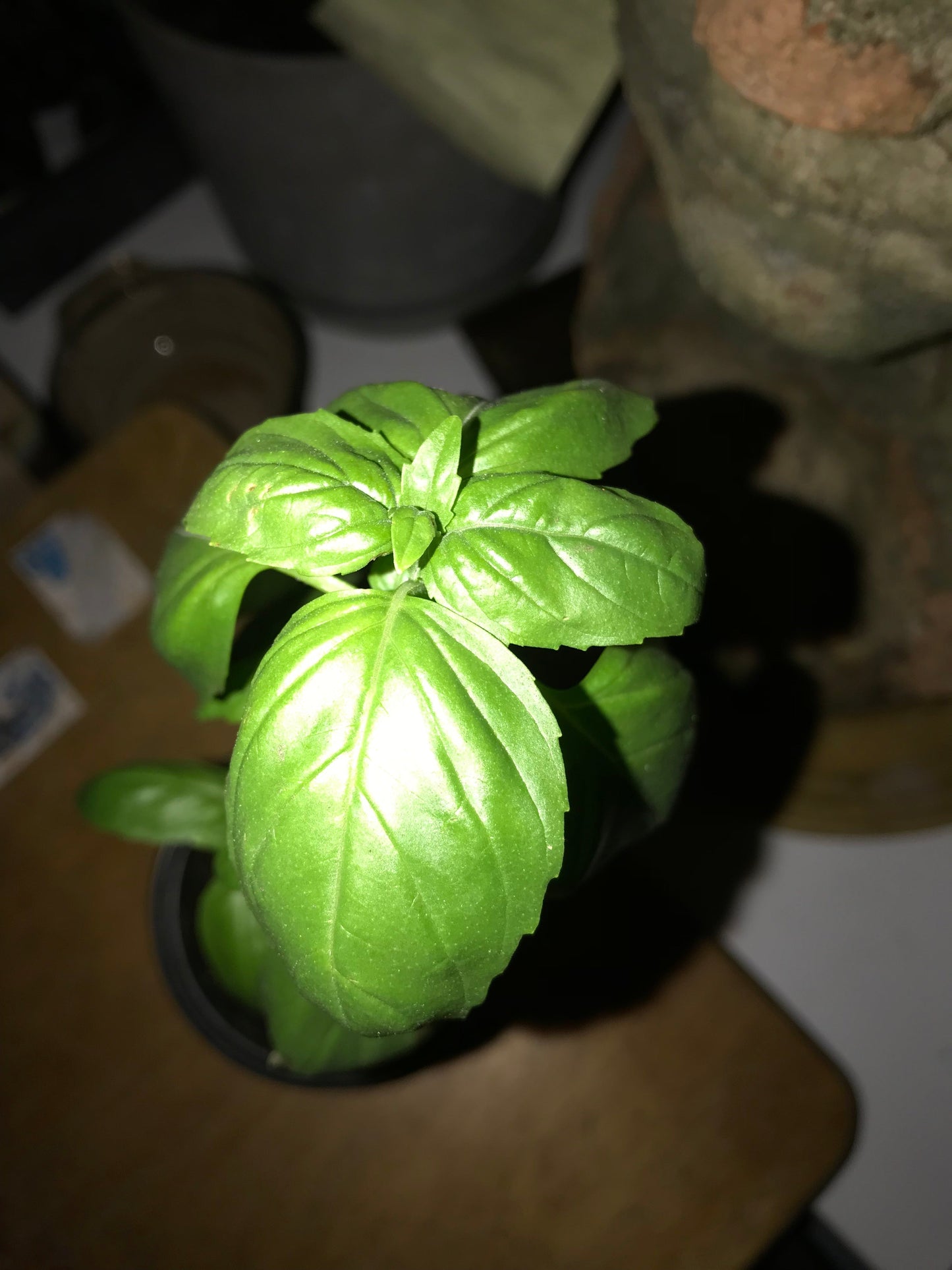 Organic Basil Plant 4" Inch Container