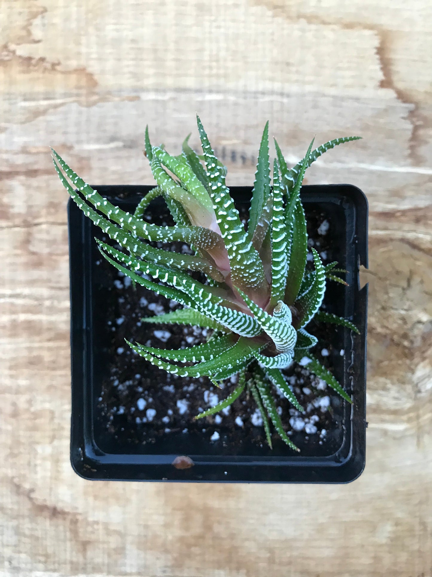 Zebra Haworthia Plant 3.5" Inch Container