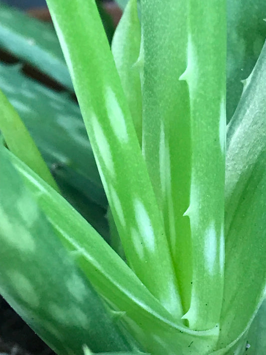 Aloe Vera in Terracotta