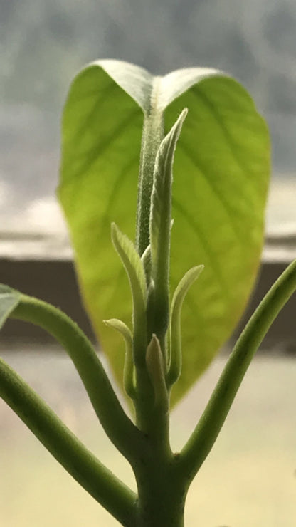 Has Avocado Tree