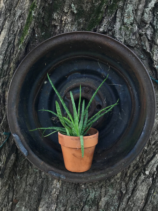 Aloe Vera in Terracotta