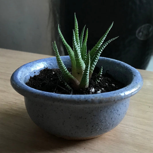 Zebra Haworthia Plant In Blue Glazed Japanese/Korean Ceramic Bonsai Pot
