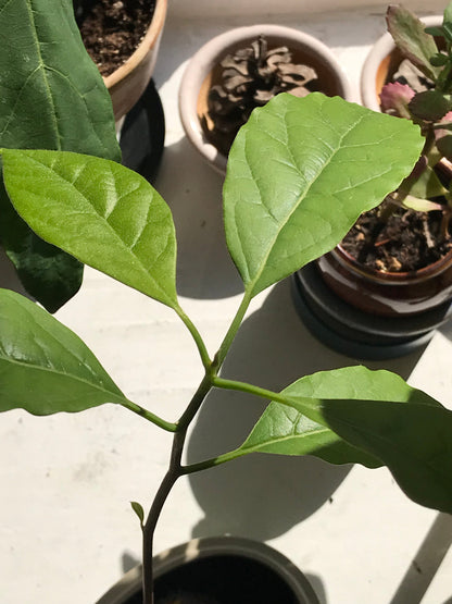 Has Avocado Tree