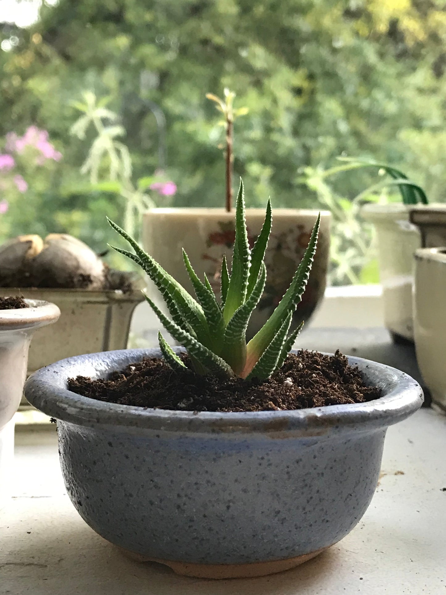 Zebra Haworthia Plant In Blue Glazed Japanese/Korean Ceramic Bonsai Pot
