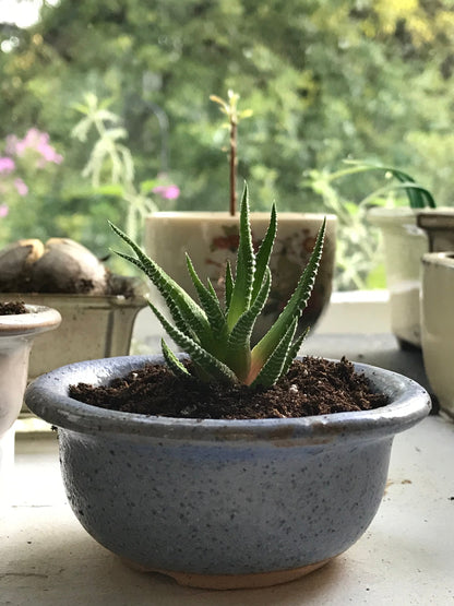 Zebra Haworthia Plant In Blue Glazed Japanese/Korean Ceramic Bonsai Pot