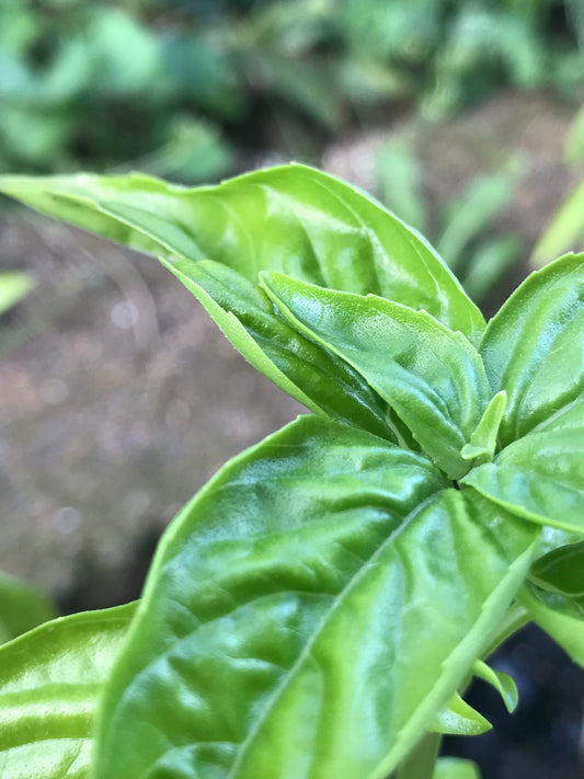 Organic Basil Plant 4" Inch Container