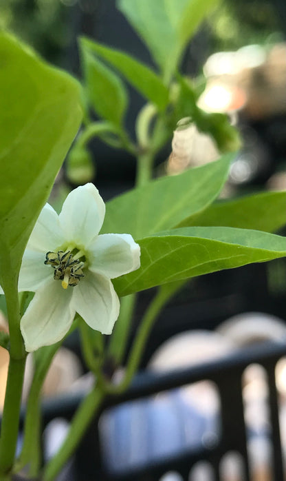 Red Chili Pepper