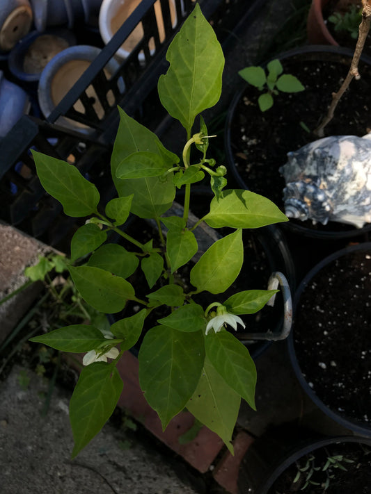 Red Chili Pepper