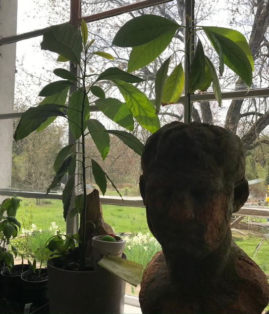 Has Avocado Tree