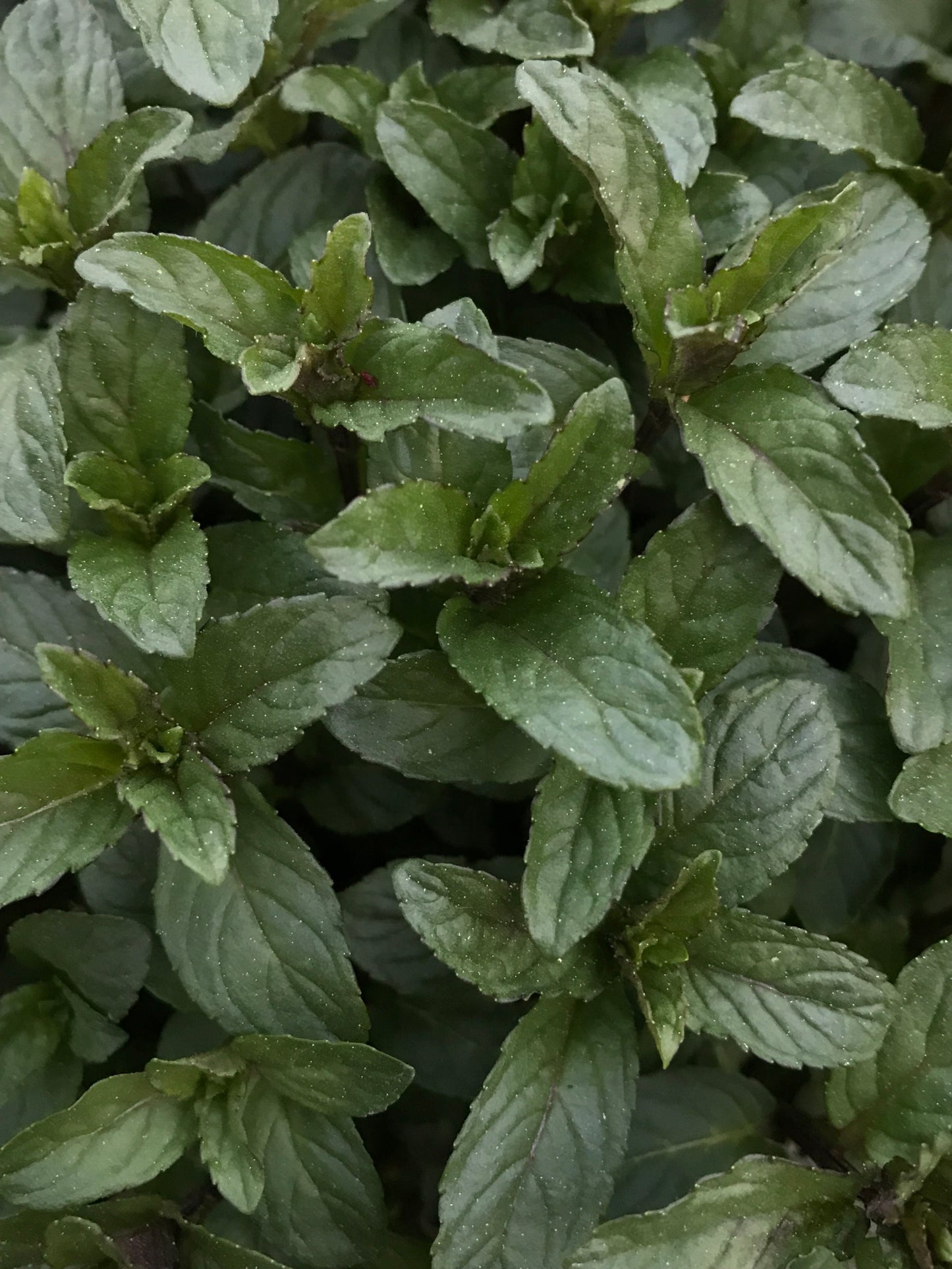 Peppermint Plant 2.75" Inch Container