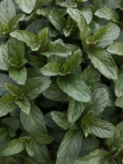 Peppermint Plant 2.75" Inch Container