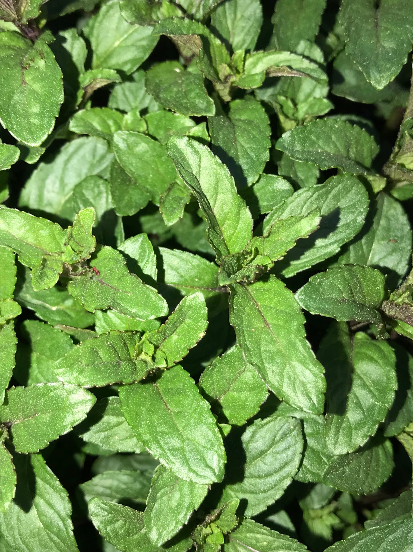 Peppermint Plant 2.75" Inch Container
