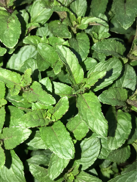 Peppermint Plant 2.75" Inch Container