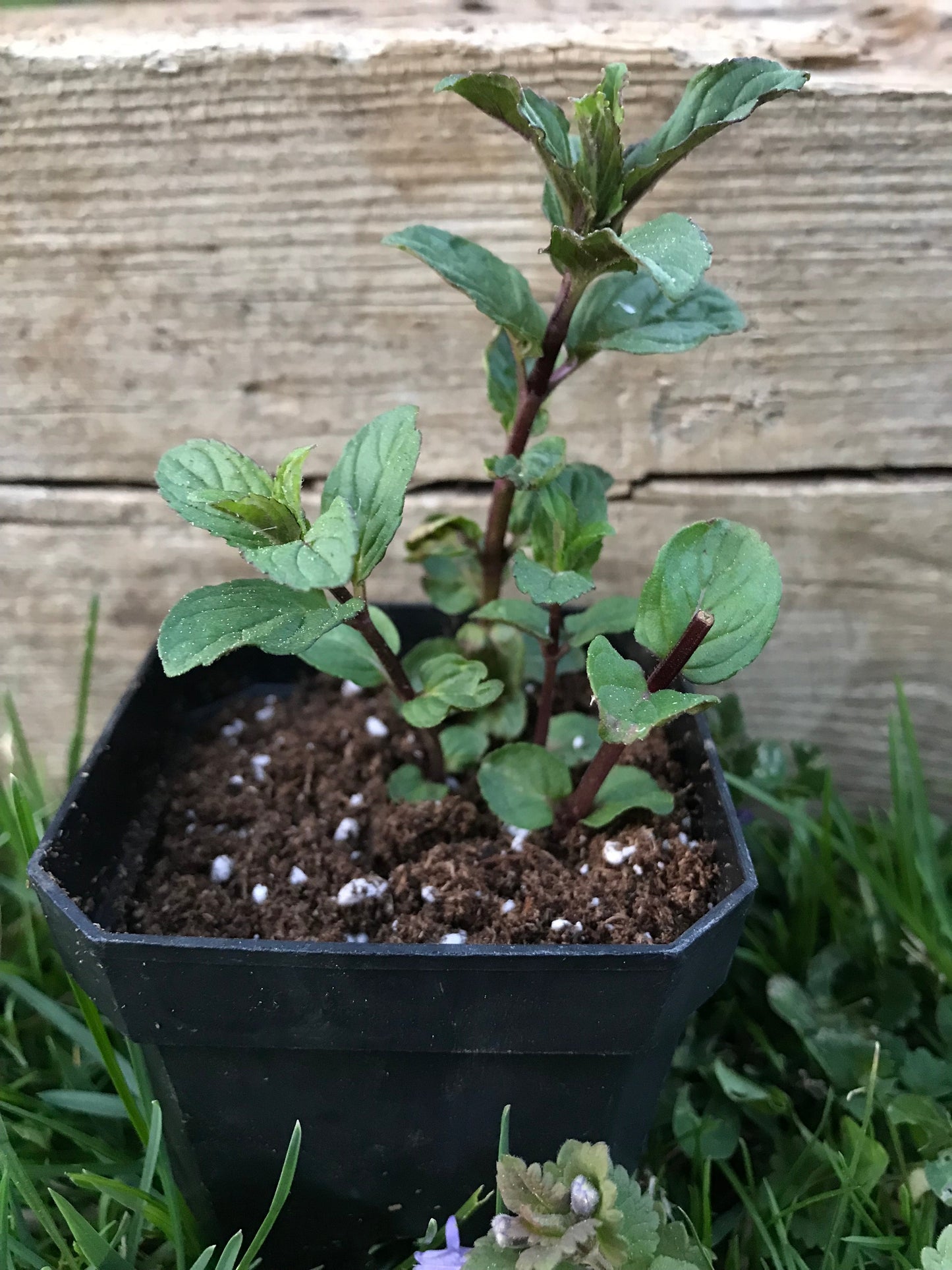 Peppermint Plant 2.75" Inch Container