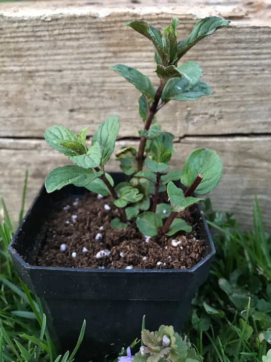 Peppermint Plant 2.75" Inch Container