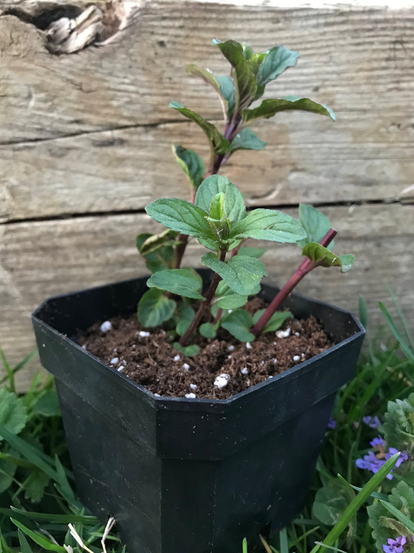 Peppermint Plant 2.75" Inch Container