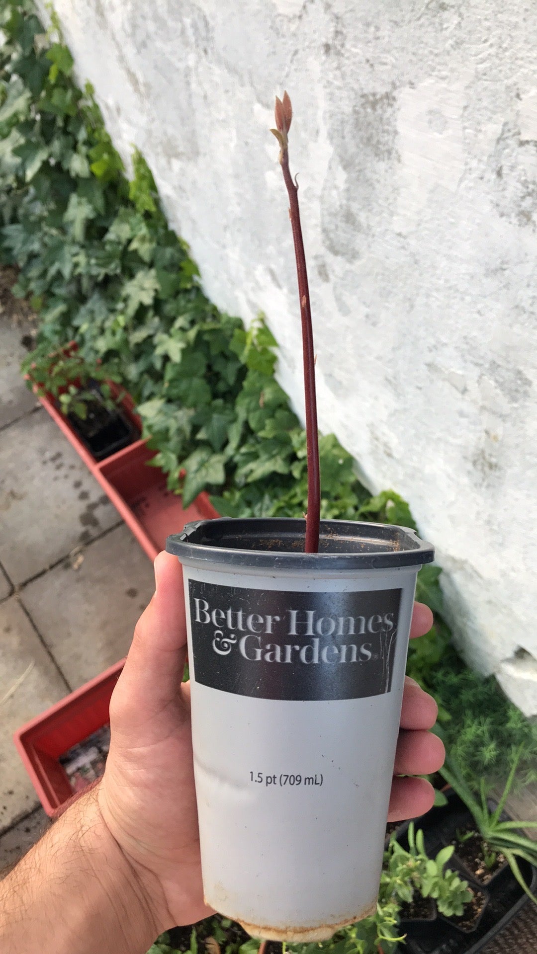 Has Avocado Tree