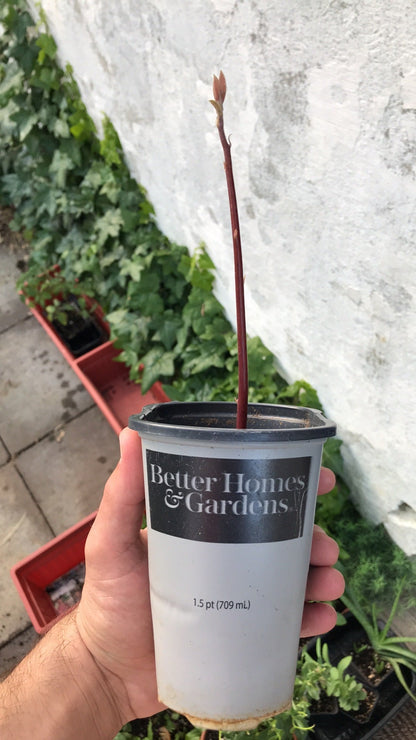 Has Avocado Tree