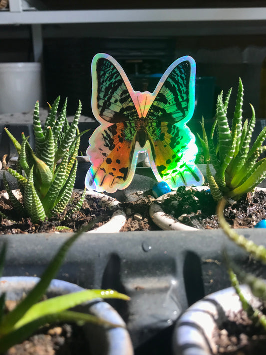 "Orange and Teal Butterfly" Vinyl Holographic Sticker or Magnet