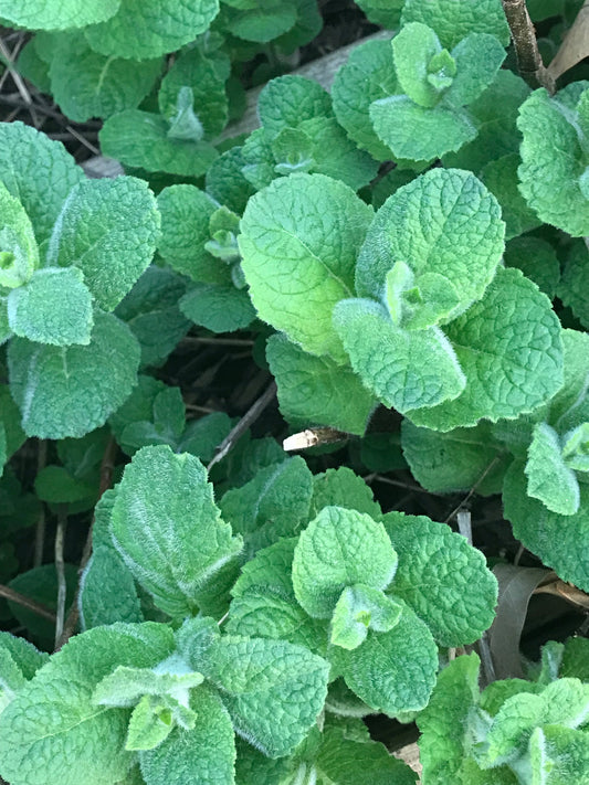 Apple Mint - "Amish Meadow Tea Mint" 4" Container