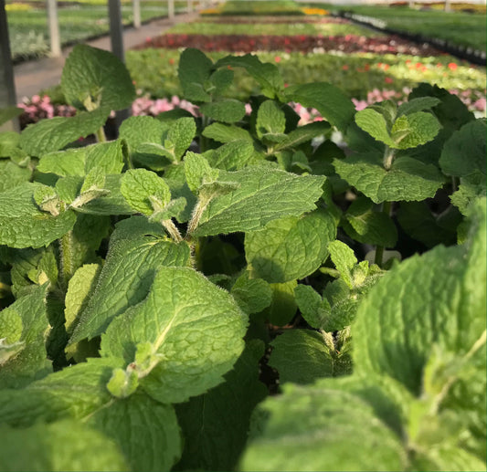Apple Mint - "Amish Meadow Tea Mint" 4" Container