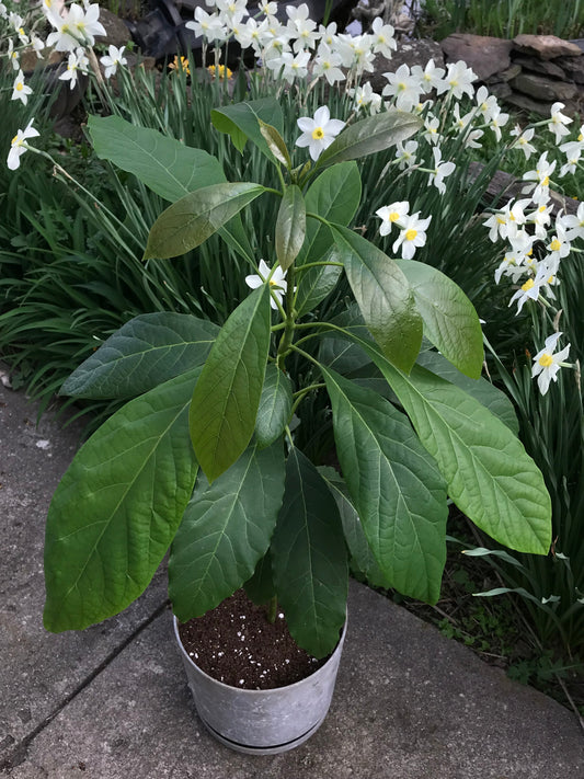 Has Avocado Tree