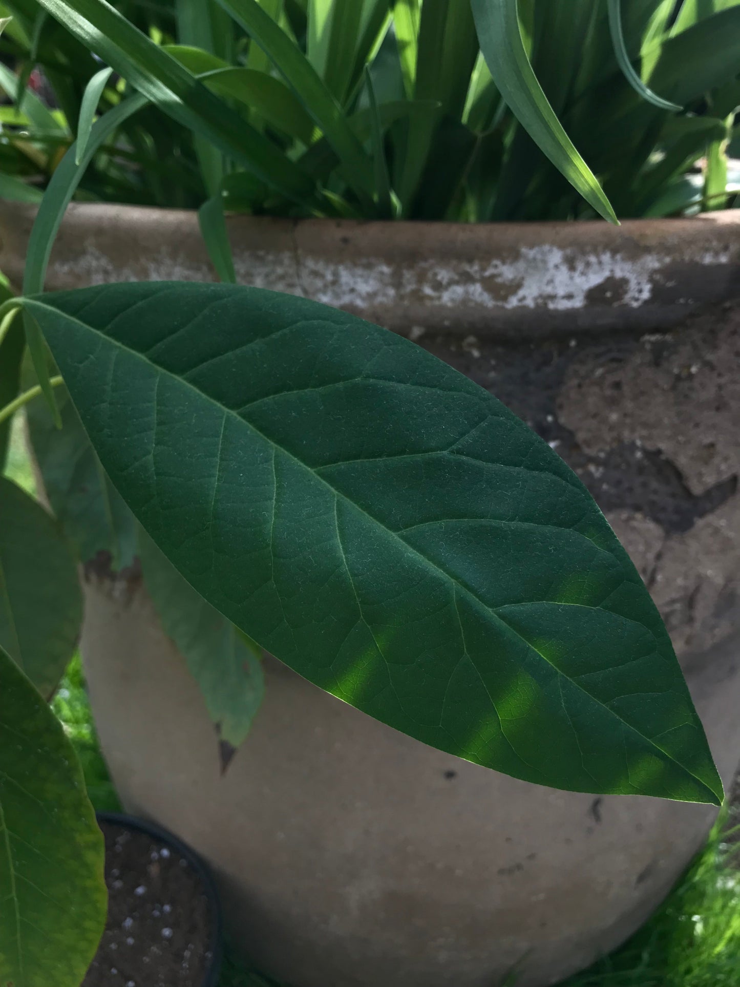 Has Avocado Tree