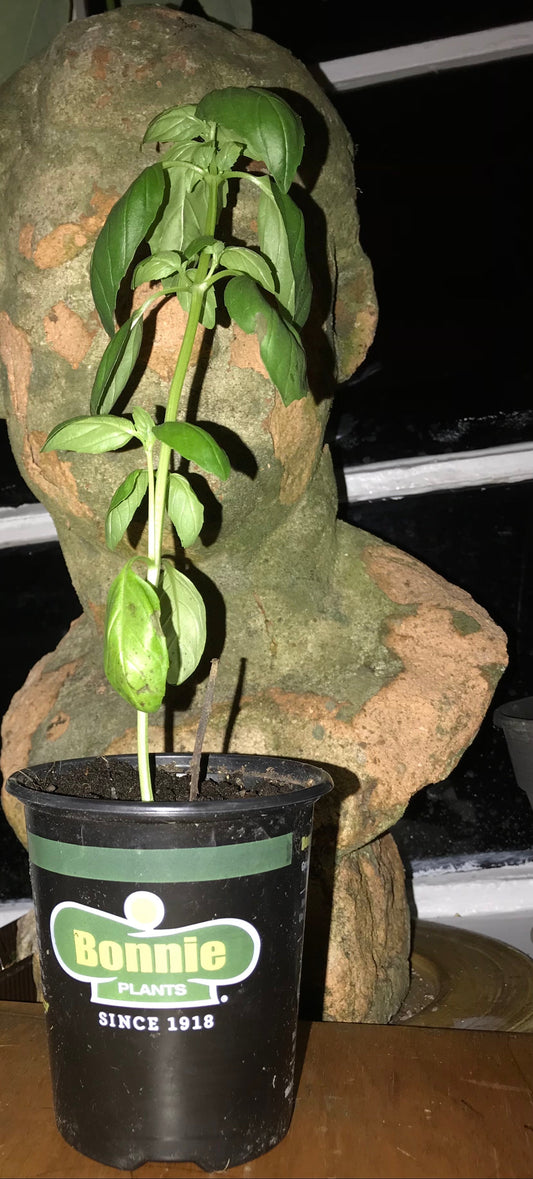 Organic Basil Plant 4" Inch Container