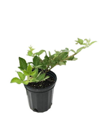 Large Potted Black Berry Plant