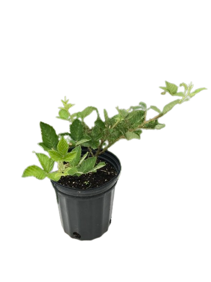 Large Potted Black Berry Plant