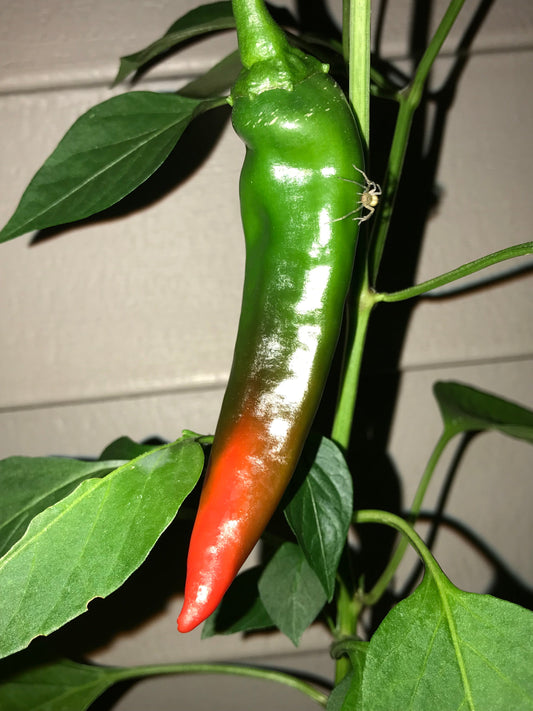 Red Chili Pepper