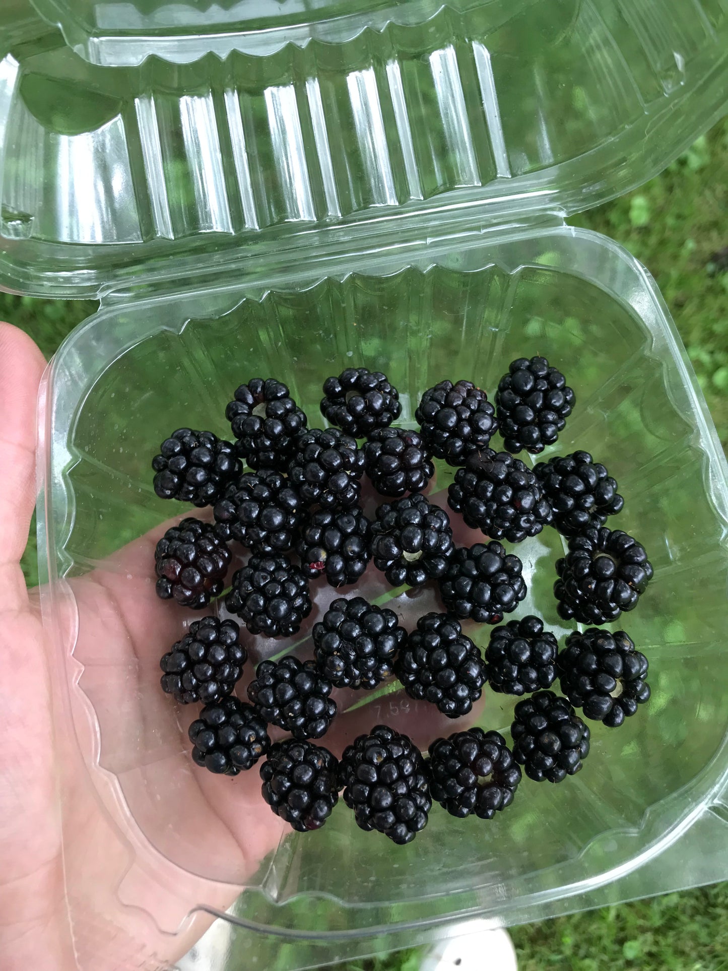 Large Potted Black Berry Plant