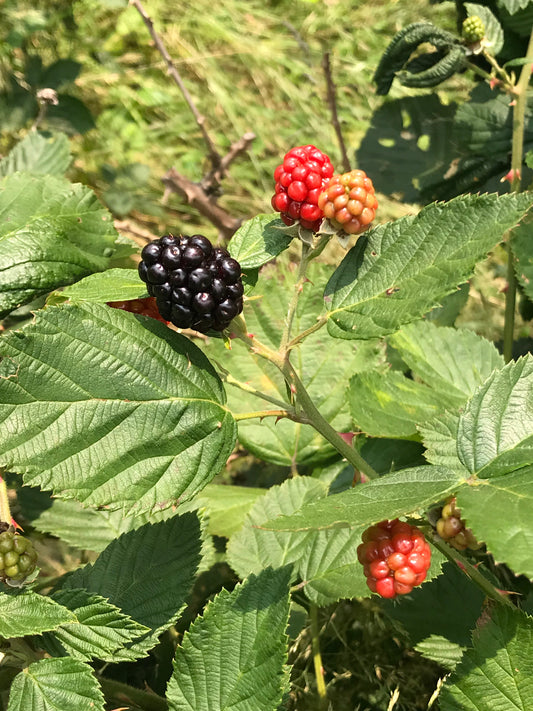Large Potted Black Berry Plant