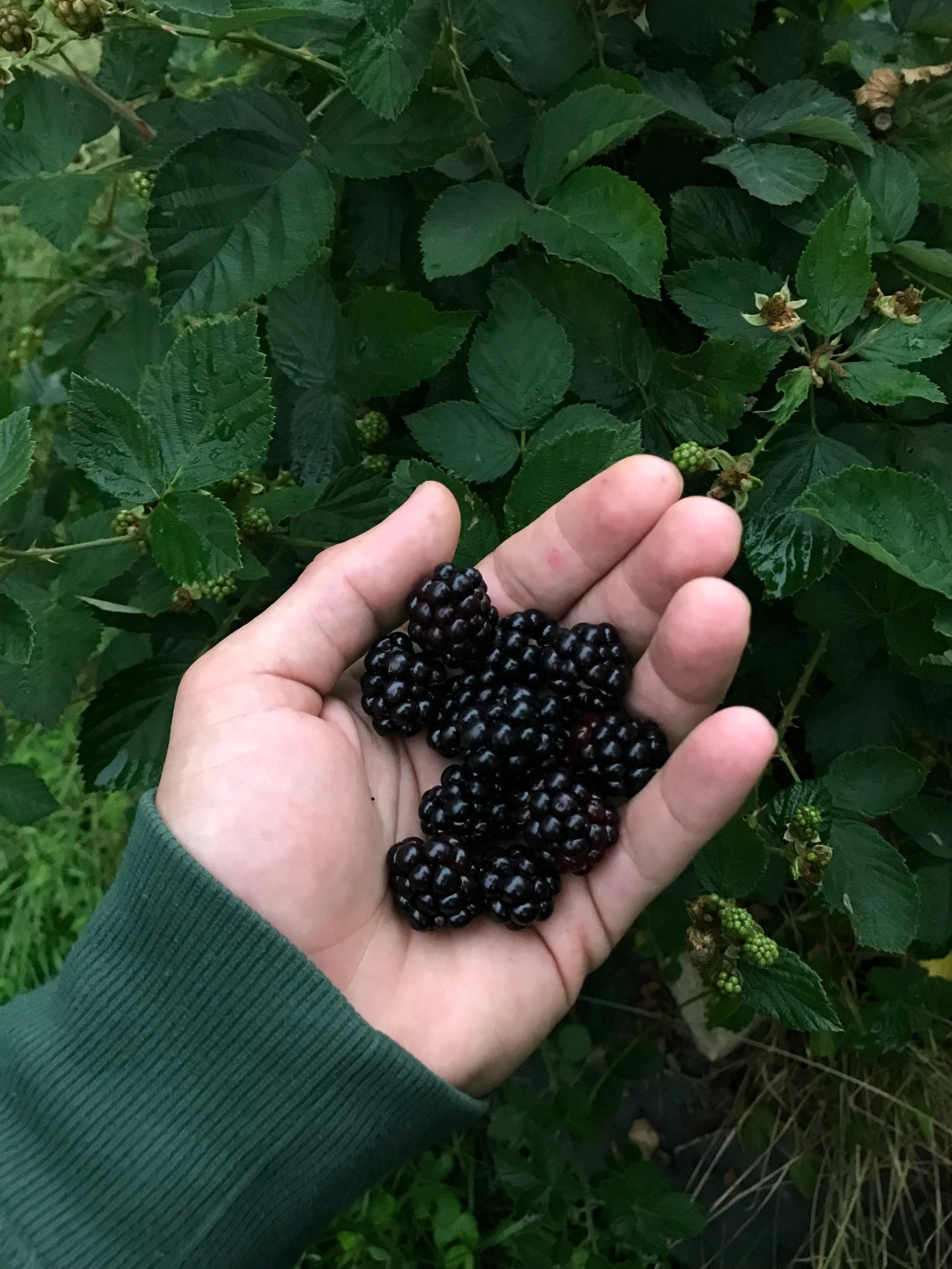 Large Potted Black Berry Plant