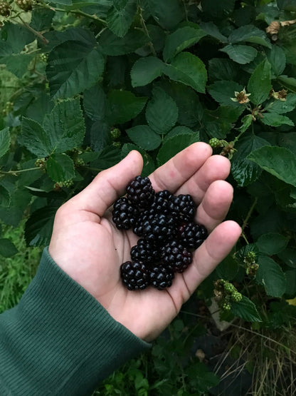 Large Potted Black Berry Plant