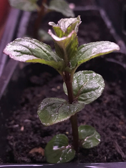 Peppermint Plant 2.75" Inch Container