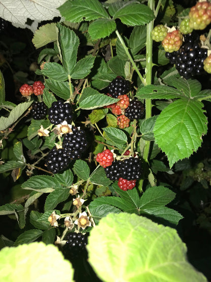 Large Potted Black Berry Plant