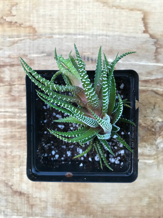 Zebra Haworthia Plant 3.5" Inch Container